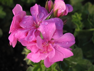 fiori da giardino
