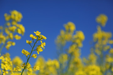 Yellow rapeseed and a blue sky. Shallow D.O.F.