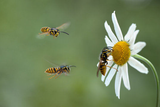 Insects wasps flying around the Daisy flower