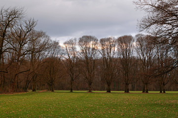 Alberi in inverno nel parco con cielo nuvoloso
