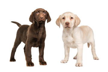 Blond and brown labrador retriever puppy standing