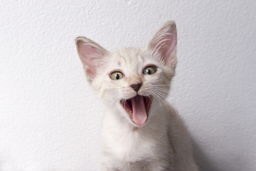 Cute cat sit isolated white background, Funny pet.