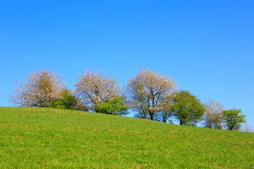 Fototapeta premium Flowering trees on meadow and blue sky.