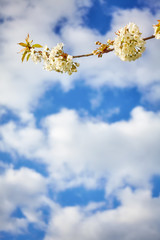 White cherry blossoms, flowers against the cloudy blue sky, selective focus, space for text.