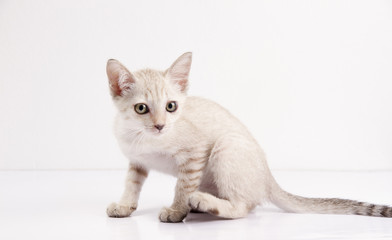 Cute cat sit isolated white background, Funny pet.