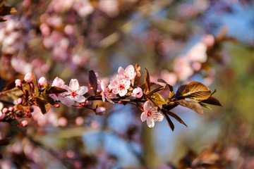 Detail of pink flowering Japanese cherry tree - Sakura