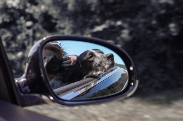 A dog and his owner driving in cabrio and taking photos in the rearview mirror
