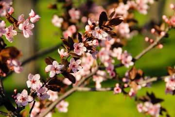 Detail of pink flowering Japanese cherry tree - Sakura