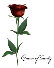 Реалистичная роза, королева красоты