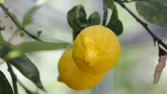 Albero di Limoni