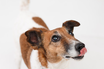 Jack russell the terrier isolated. Muzzle of a funny happy dog