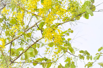 Golden shower , Cassia fistula