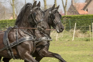 Fototapeten Duospan donker bruine paarden © photoPepp
