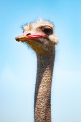 ostrich head on blue sky background