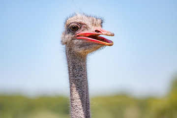 smiling ostrich closeup