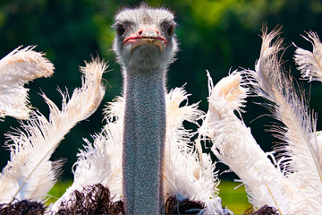 dancing ostrich mating dance closeup © sasapanchenko