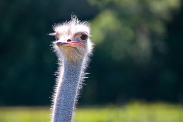 funny Ostrich face closeup