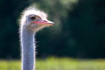 ostrich head closeup in nature