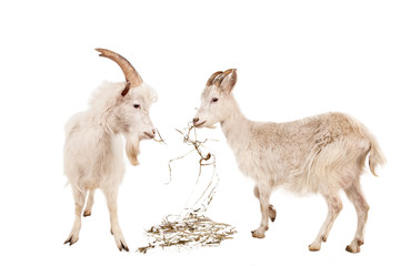 Young white goats