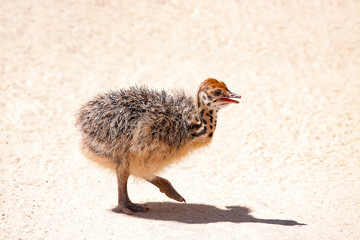 walking Small ostrich