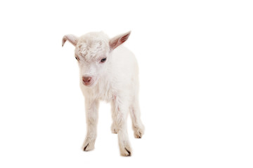 Little goatling on a white background