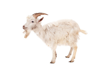 Fototapeta premium White goat isolated on white background.