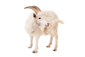 White goat isolated on white background.