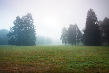 morning fog in the meadow among old spruce