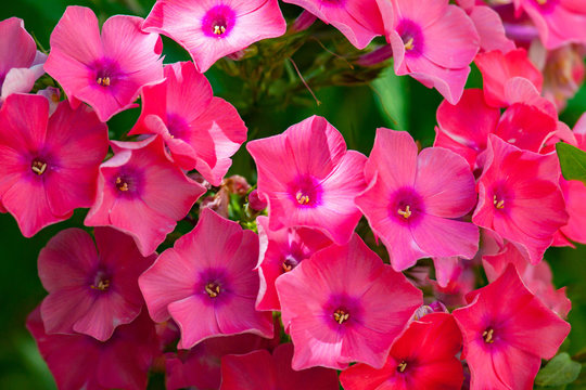 Blooming flowers Phlox paniculata, Polemoniaceae