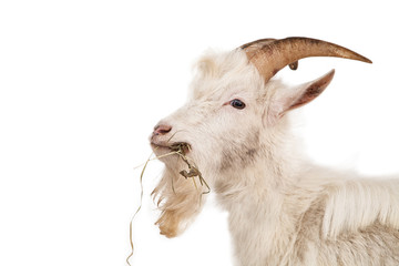 White goat isolated on white background.