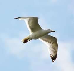 Flying Seagull on sky background