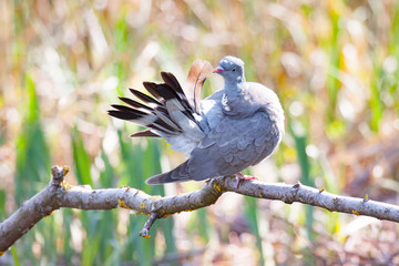 Beautiful wood pigeon sitting on a branch and cleans feathers.