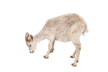 White goat isolated on white background.