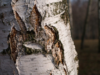 The trunk of white birch closeup