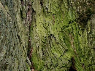 old oak tree with green moss at the base closeup