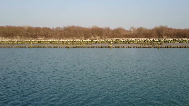 Vegetation on the coast of the Aussa Corno river, in northern Italy, seen from a boat navigating the river.
