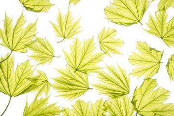 Fototapeta na wymiar spring maple leaves