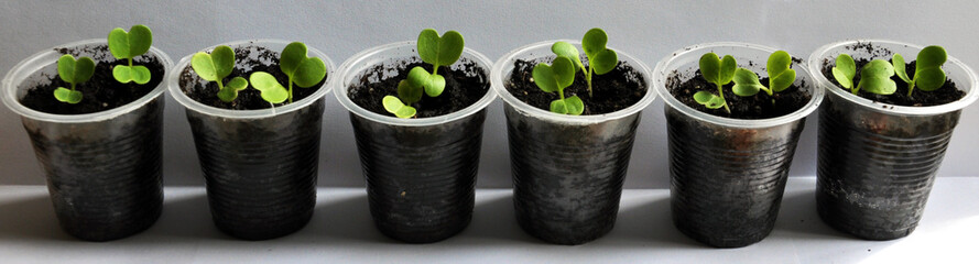 Stairs seedlings of cabbage Beijing type with two true leaves have not grown in plastic cups