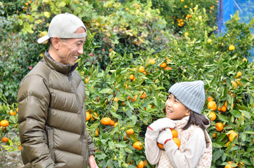 みかん狩りを楽しむ親子