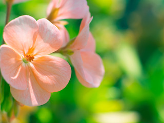 Fototapeta na wymiar Pink flowers on green natural unfocused background. Macro shot