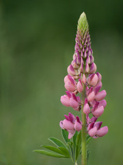 Pink lupine flowers at summer field