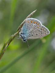 Closeup of Common Blue butterfly
