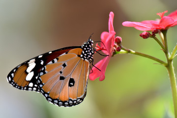 butterfly