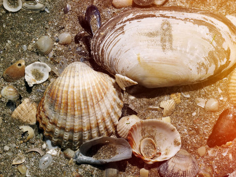 Sea shells on the sea shore