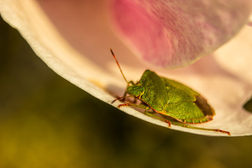 The green shield bug on the flower of magnolia