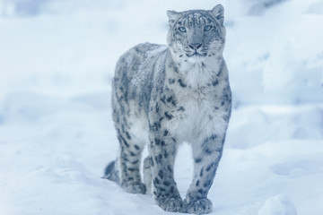 snow leopard - 144958691