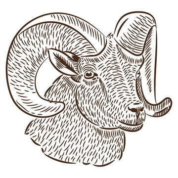sketch by hand. portrait of a sheep, vector