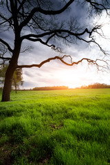 Fototapeta na wymiar Lonely tree on sunny meadow