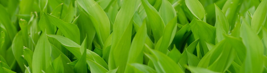 Obraz na płótnie Canvas Background of may lily green leaves