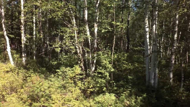 Summer impassable taiga in Klyuchevskoy Nature Park stock footage video